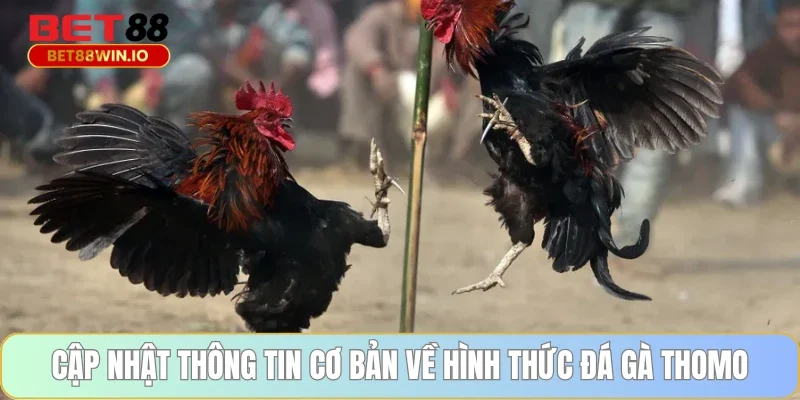 Cập nhật thông tin cơ bản về hình thức đá gà Thomo Cập nhật thông tin cơ bản về hình thức đá gà Thomo