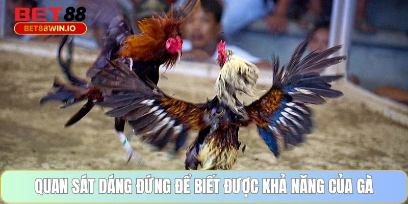 Quan sát dáng đứng để biết được khả năng của gà Quan sát dáng đứng để biết được khả năng của gà