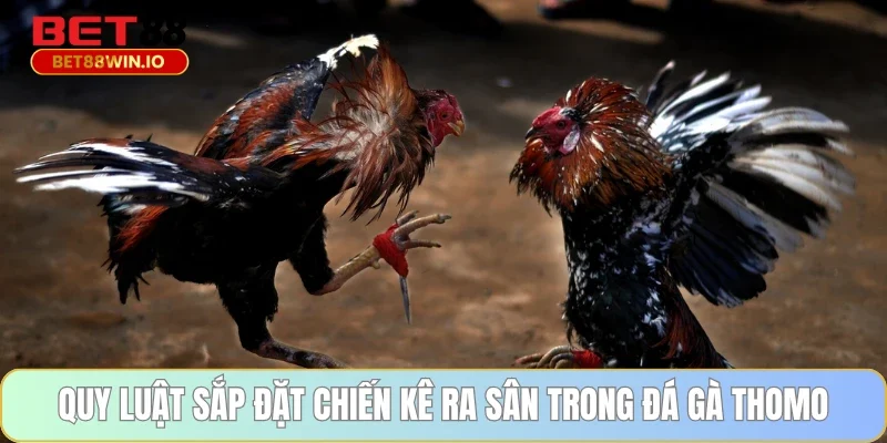 Quy luật sắp đặt chiến kê ra sân trong đá gà Thomo Quy luật sắp đặt chiến kê ra sân trong đá gà Thomo
